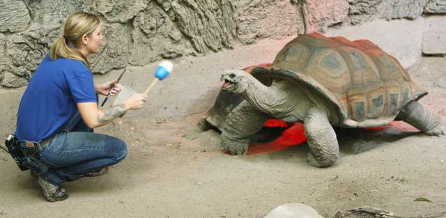 Ashley Welton works with a Tortoise as veterinarians and students
observe at Utah's Hogle Zoo in Salt Lake City Sunday, Sept. 29, 2013.
The zoo hosted the 2013 American Association of Zoo Veterinarians
(AAZV) annual conference, welcoming over 500 veterinarians from
around the world. (Photo: Jeffrey D. Allred, Deseret News)