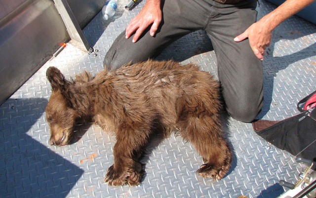 Bear cub jumps ship after tranquilizer, rescued by DWR