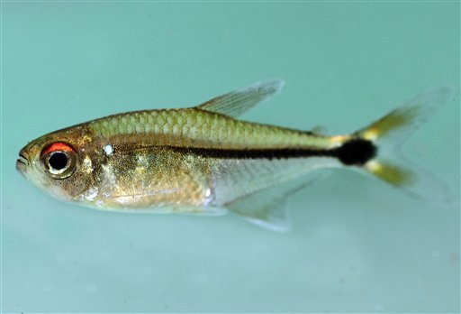 This photo released by Conservation 
International on Thursday, Oct. 3, 2013, 
shows a potentially new species of head-and-
taillight tetra, closely related to a fish 
much appreciated by aquarium enthusiasts, in 
Suriname. Biologists with the U.S.-based 
Conservation International say six frogs, 11 
fish and numerous insects found in remote 
sections of Suriname's rainforest are among 
60 creatures that may be new species.