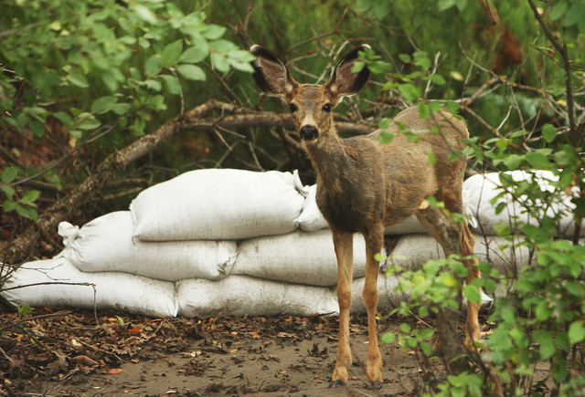 Highland allowing archers to hunt deer within city limits