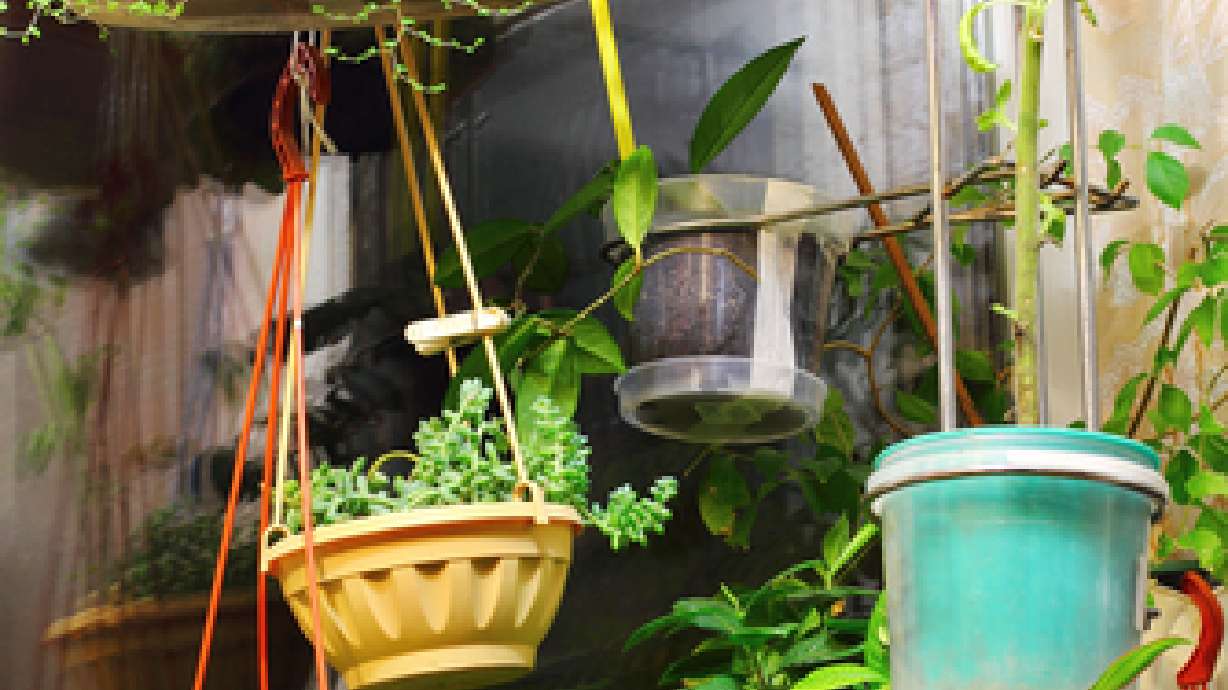 Apartment Gardening