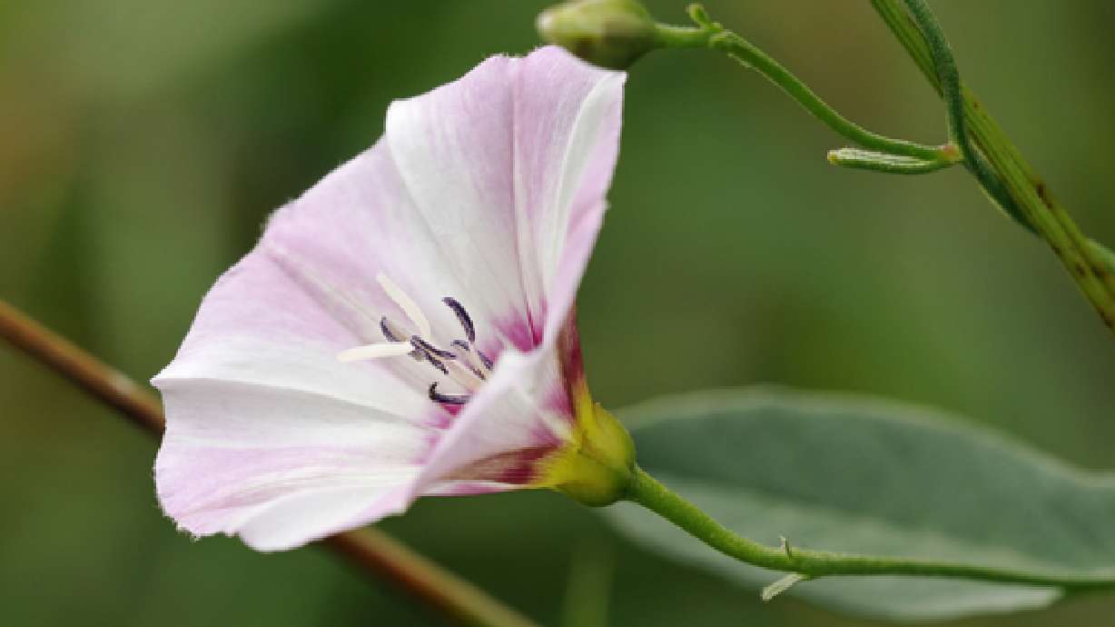 Field Bind Weed
