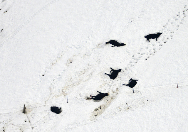 South Dakota blizzard kills, buries cows; shutdown leaves ranchers in the cold