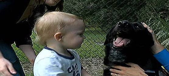 Family dog exposes abusive babysitter