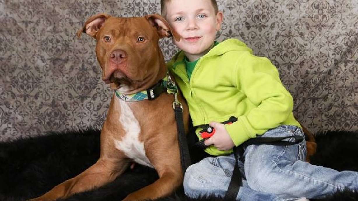 Newly rescued pit bull saves life of owner's son