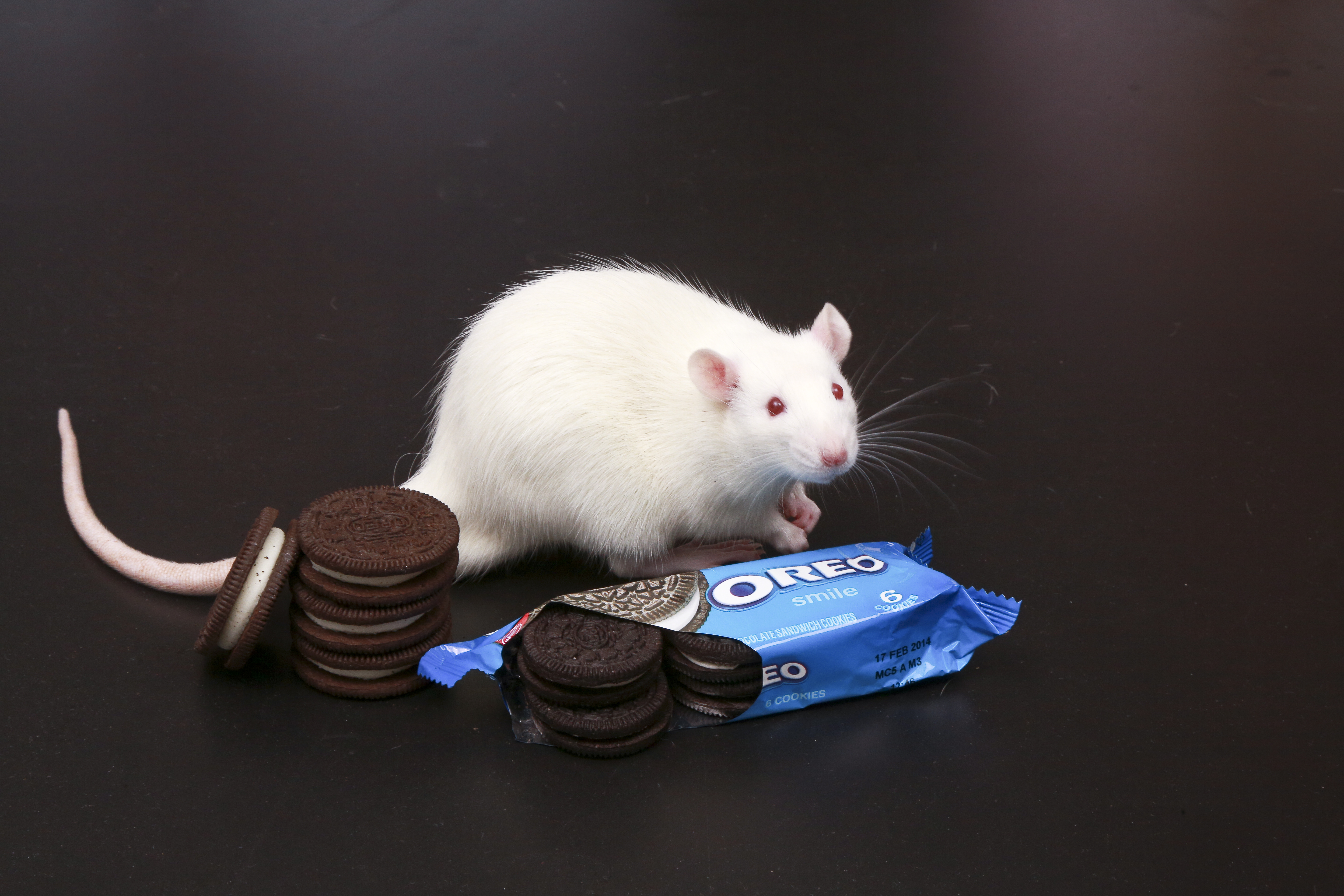 New study claims Oreos as addictive as cocaine