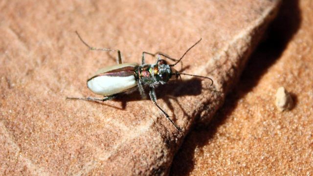Rare Utah beetle dropped from endangered species consideration