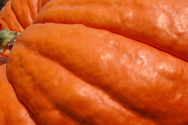 Thief returns Pa. boy's giant 100-pound pumpkin 