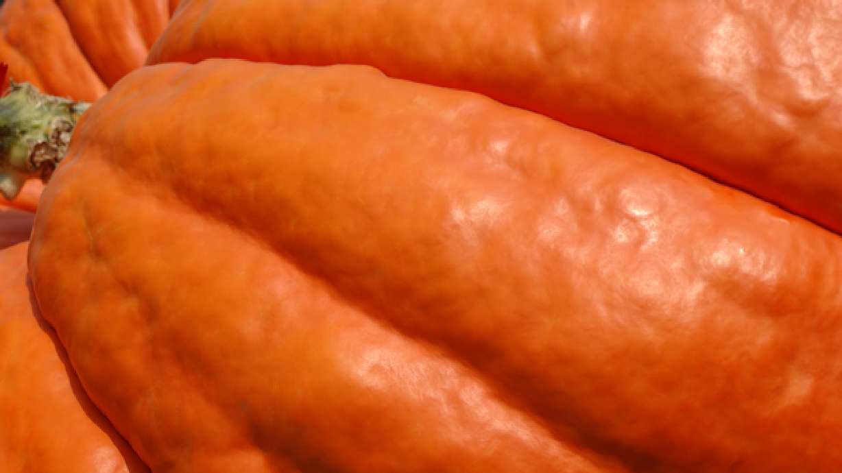 Thief returns Pa. boy's giant 100-pound pumpkin