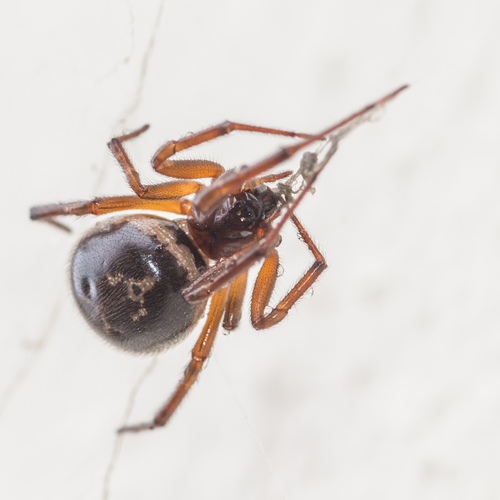Biting spiders force UK school closure 