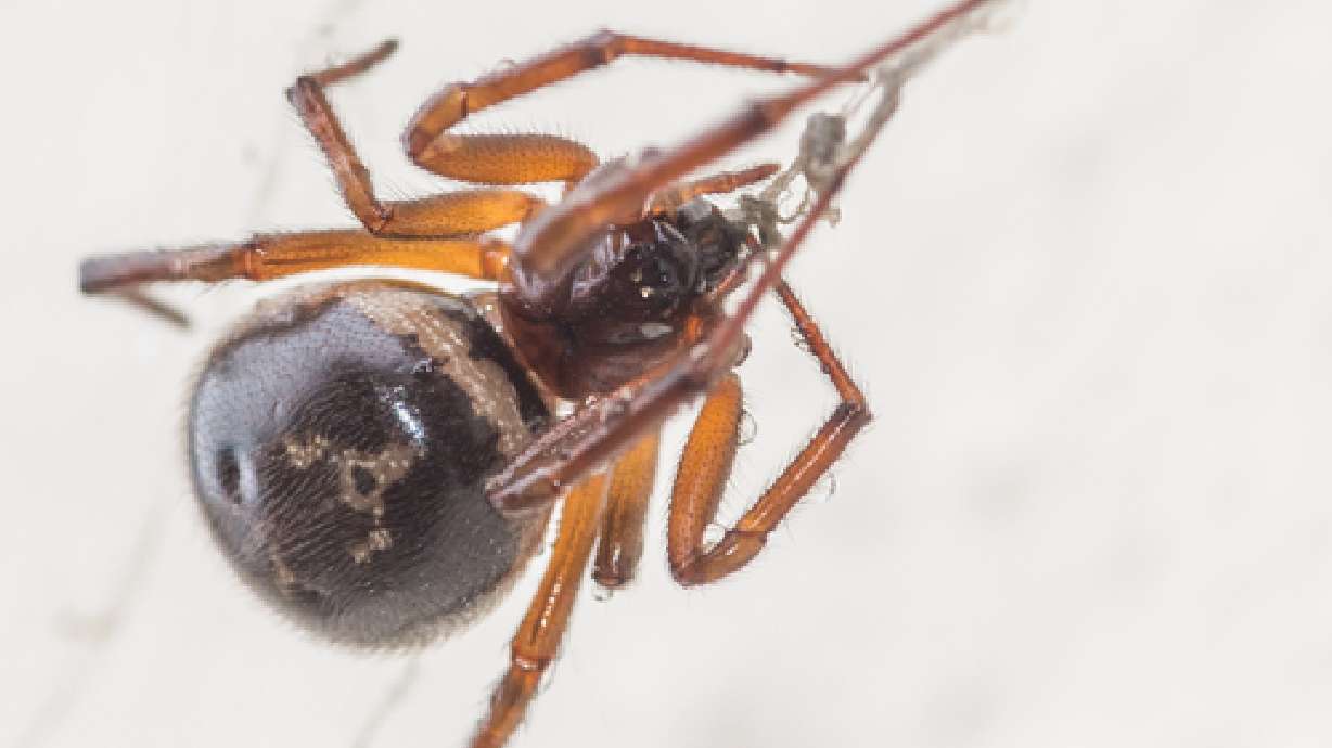Biting spiders force UK school closure
