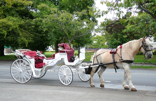 PETA: Carriage company fails to report accidents