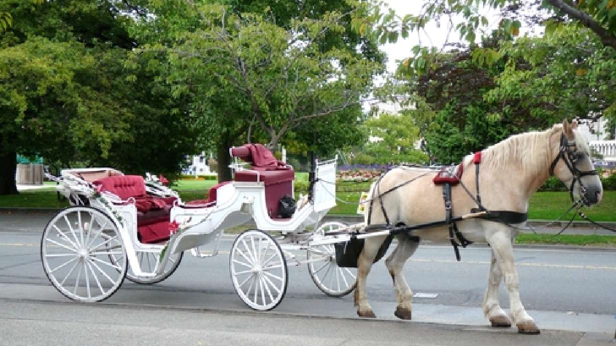 PETA: Carriage company fails to report accidents