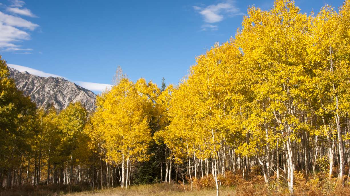 Governor, elementary students propose change to state tree