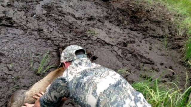 Hunters give baby elk second chance at life