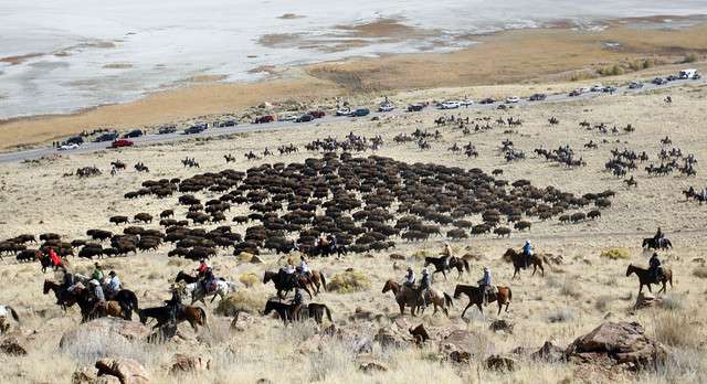 Horseback riders move bison from the southern tip of Antelope Island
to the handling facility located at the parks northern end at the 27th
annual Bison Range Ride and Roundup on Friday, Oct. 25, 2013.