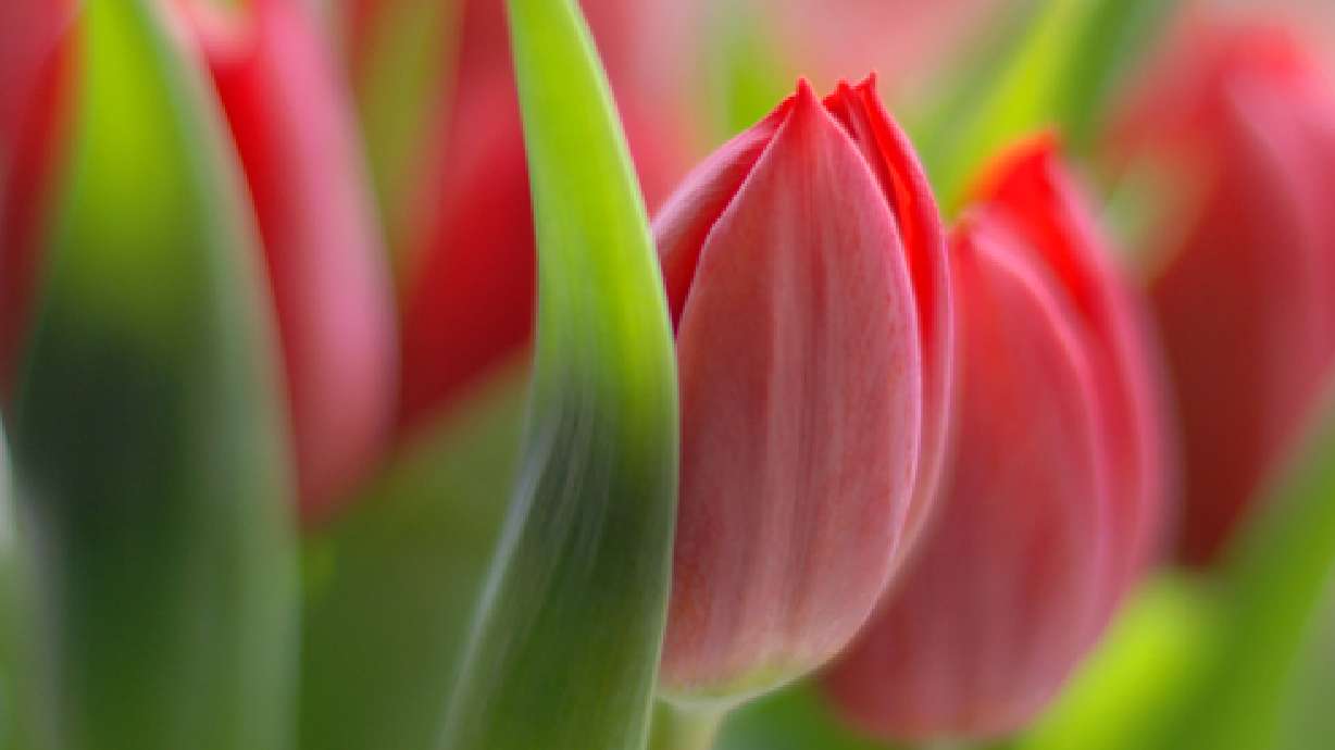 Planting Tulip Bulbs