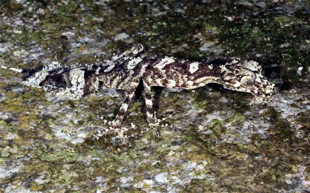 Scientists discover lizard, frog species in untrod Australian rainforest