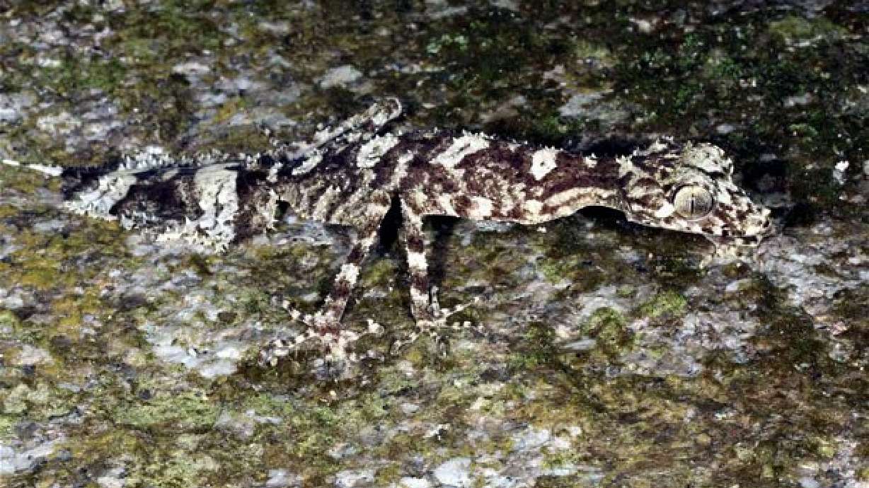 Scientists discover lizard, frog species in untrod Australian rainforest