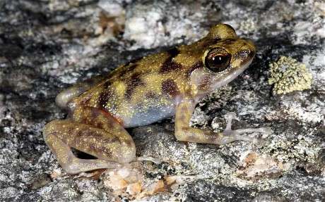 The Blotched Boulder frog