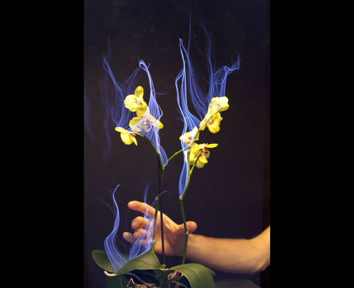 What will the future of touch look like? With
haptic technology, which could be described as
the science of touch, users have a physical
experience, making the technology more
interactive. This will revolutionize the gaming
experience but also be useful in medicine and
every-day life. How about plants that can
interpret how you touch them?