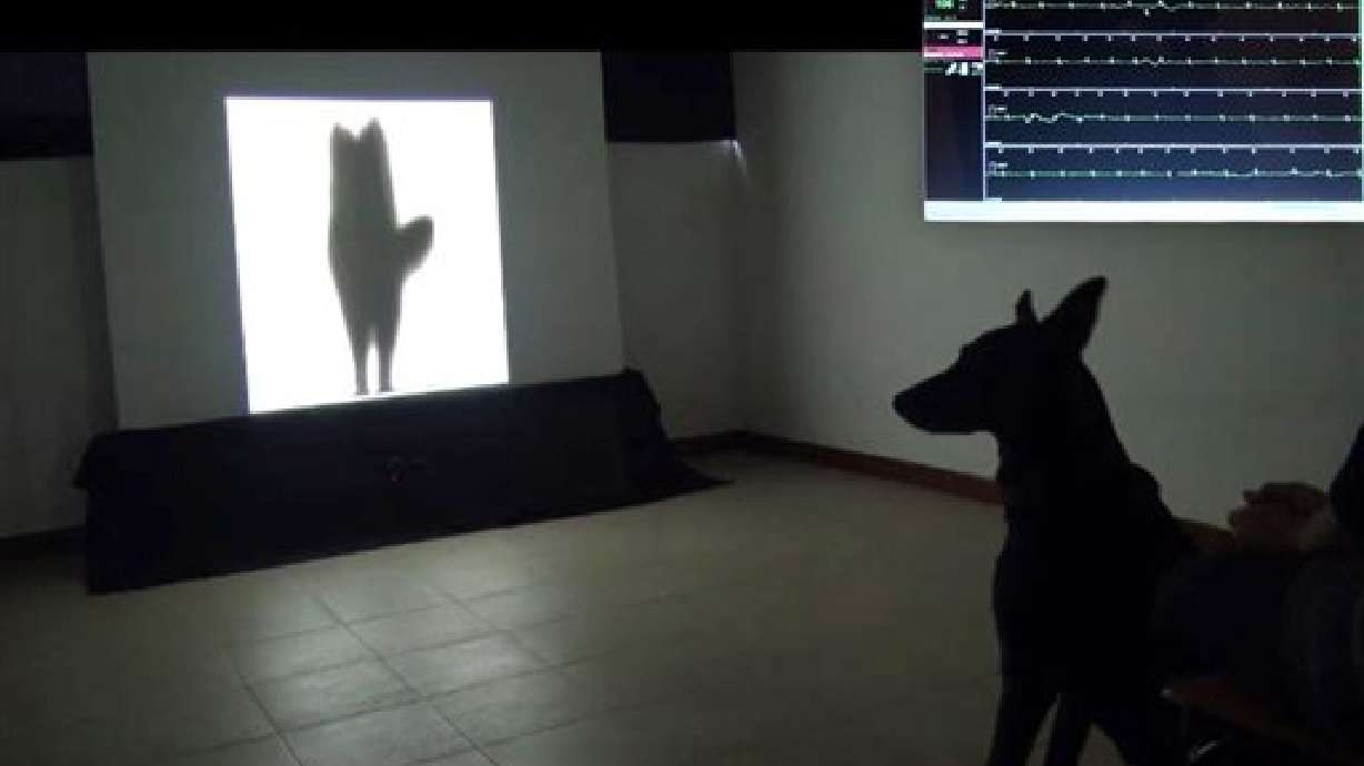 El meneo de la cola de un perro