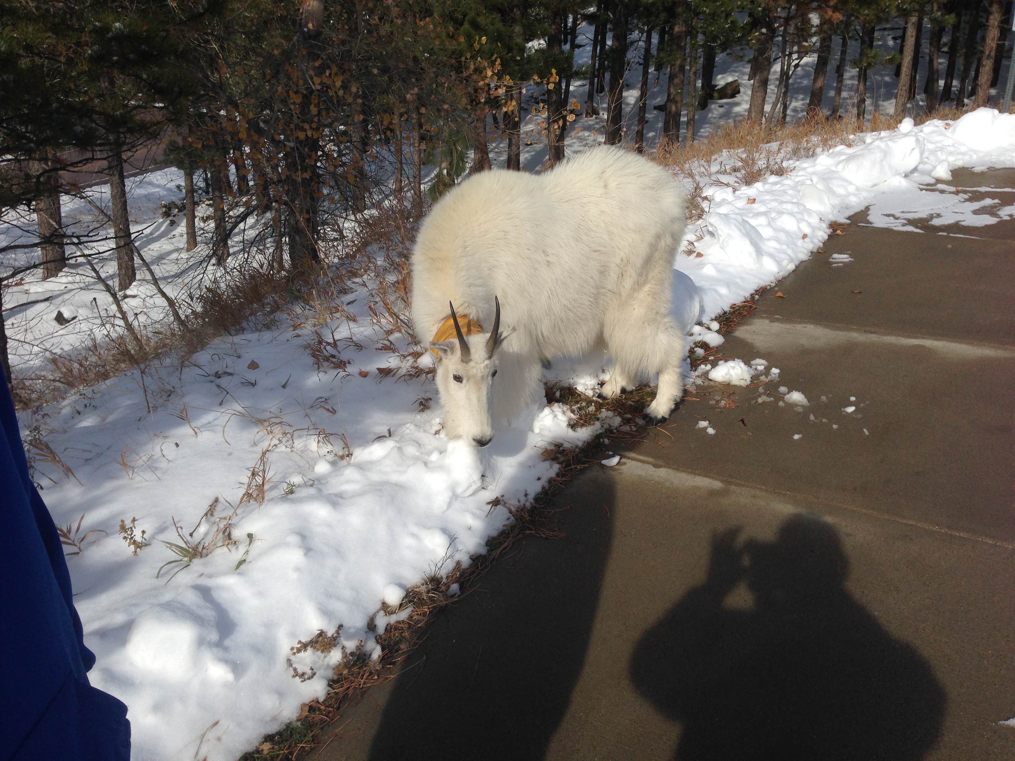 We saw a mountain goat.