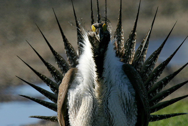 Feds revise greater sage grouse plan, rekindling fight over declining species