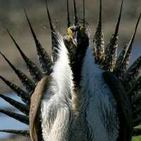 Feds revise greater sage grouse plan, rekindling fight over declining species