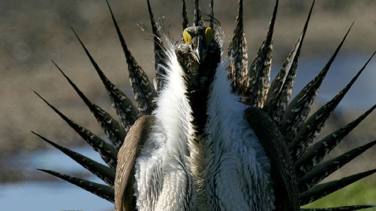 A male greater sage grouse struts at a lek near Henefer on April 16, 2006. Bureau of Land Management officials released an update to their management plan for the species on Monday.