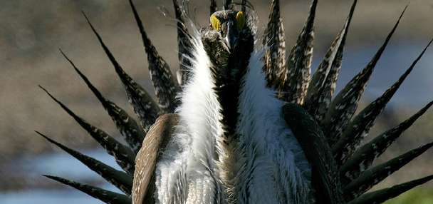 Feds revise greater sage grouse plan, rekindling fight over declining species