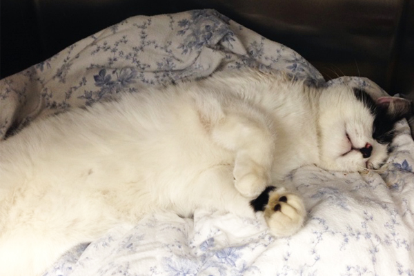 Conn. cat used for target practice shot by arrow 