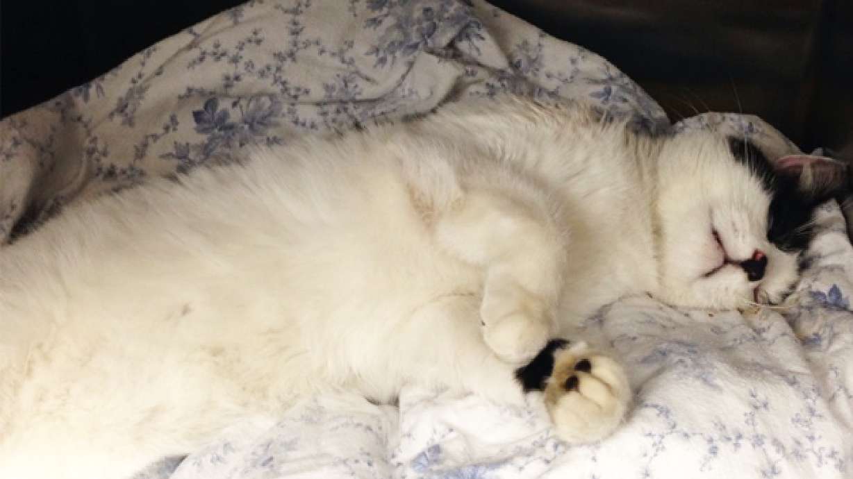 Conn. cat used for target practice shot by arrow