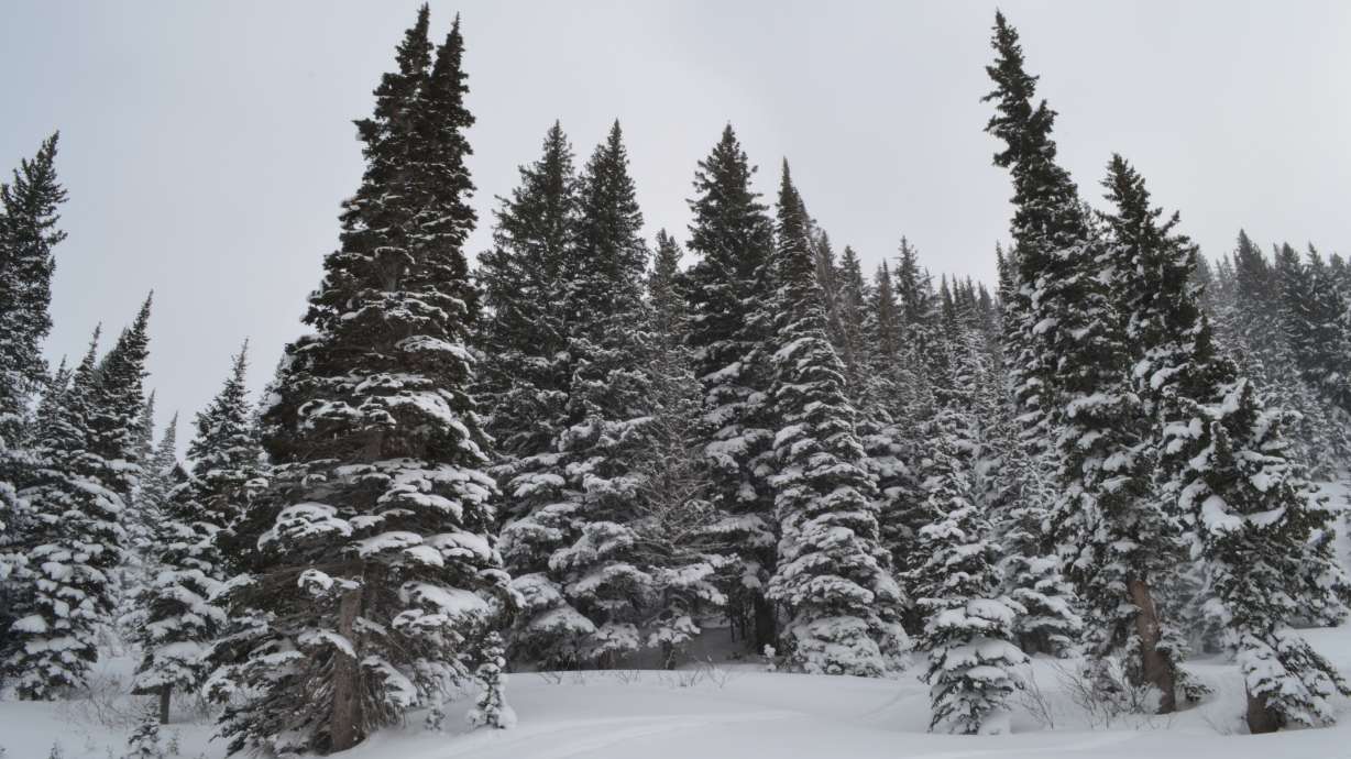 Sunday storm made 'perfect recipe for avalanche accidents' this week