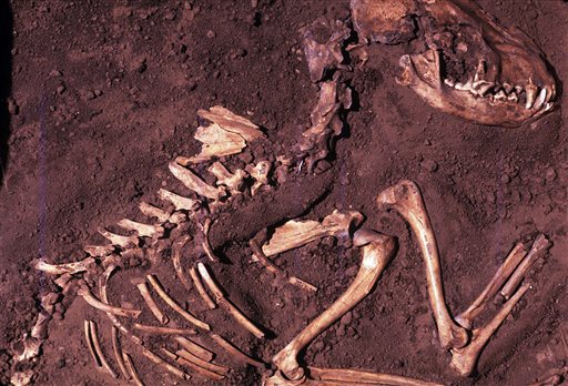 Creen que el perro se originó en Europa