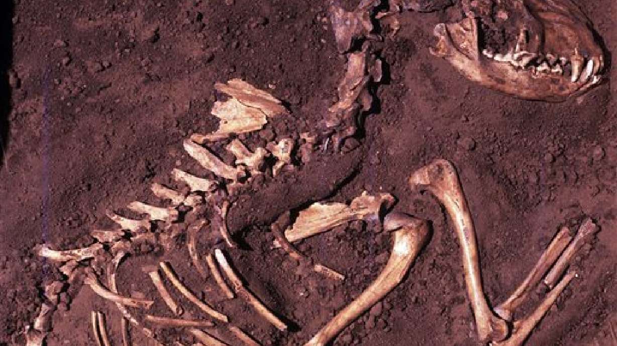 Creen que el perro se originó en Europa