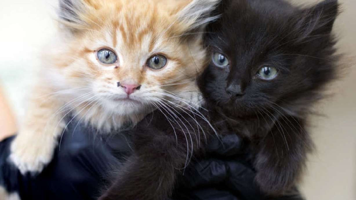 Kittens are pictured at an animal shelter on Oct. 31, 2013. Salt Lake County Animal Services is offering a reduced adoption fee of $5 for many animals this weekend through a partnership with Bounty paper towels and Best Friends Animal Society.
