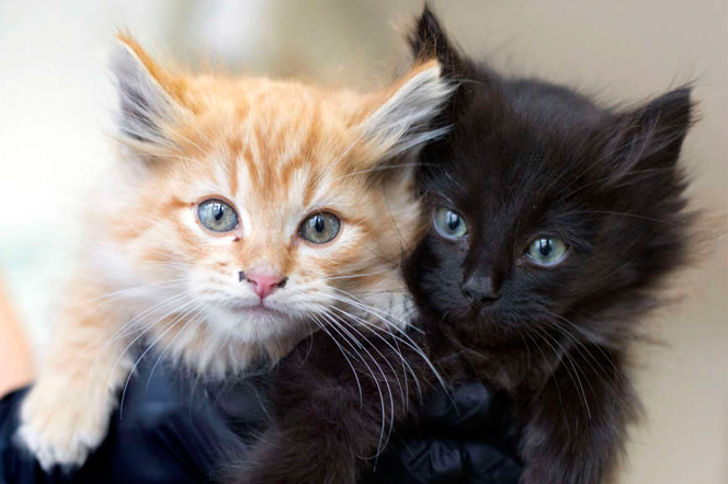 Humane Society: $5K reward for info about cats thrown from car