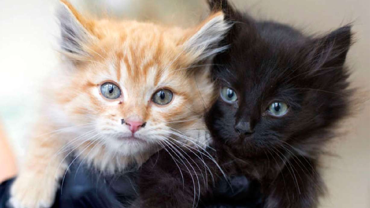 Remaining kittens that survived being thrown from car die