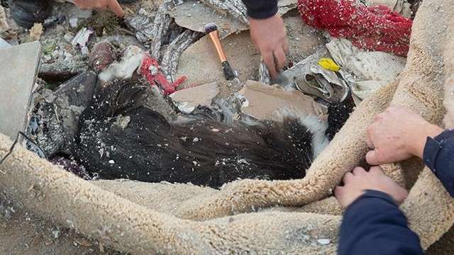 Man discovers missing dog alive in rubble after tornado destroys house