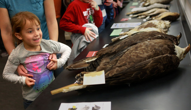 Go 'Behind the Scenes' at Utah's Natural History Museum