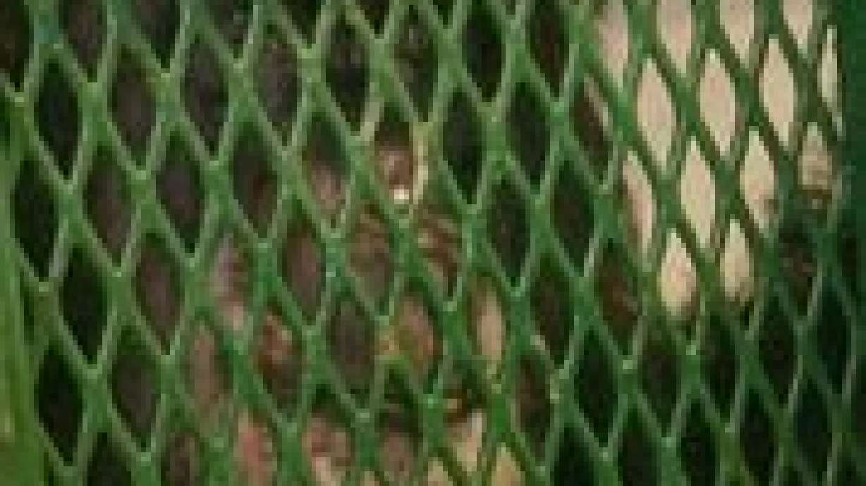 Chimps should be recognized as 'legal persons,' lawsuits claim