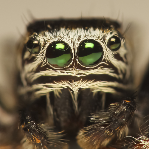 Jumping spider - Plant & Pest Diagnostics