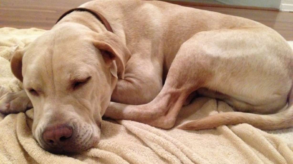 Reddit to the rescue: Strangers find missing dog