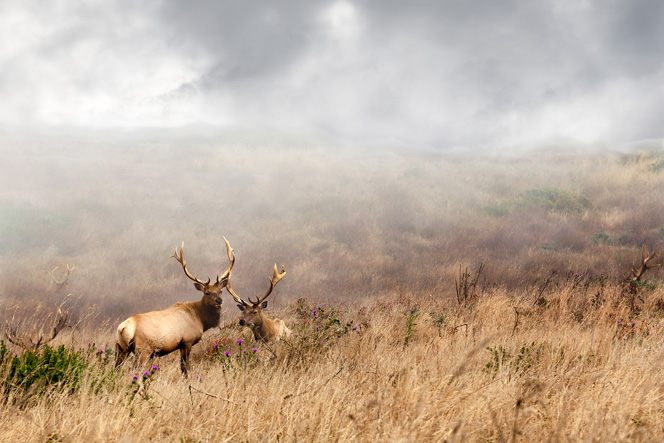 DWR looks for poachers in elk killing
