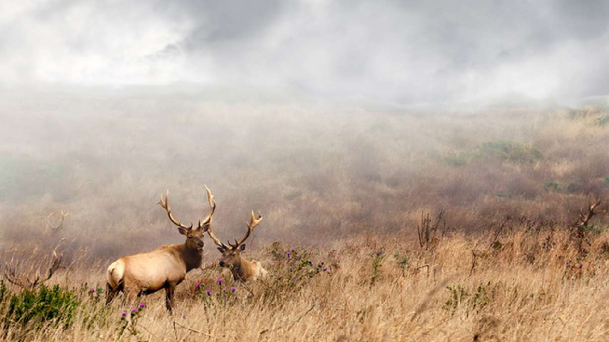 DWR looks for poachers in elk killing