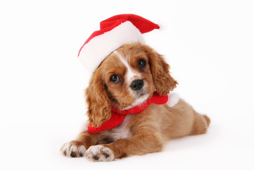 Pensando en las mascotas esta navidad