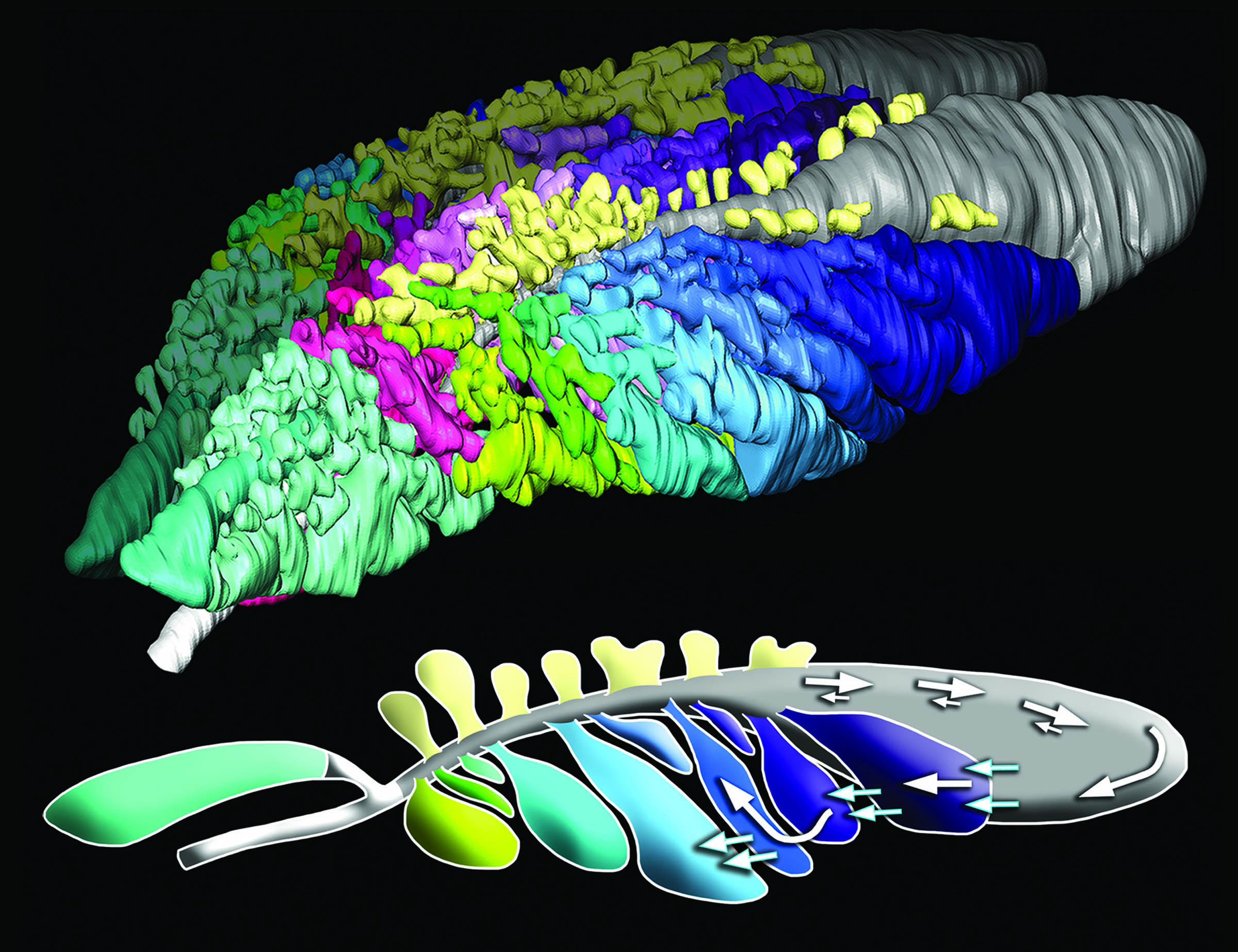 The upper image is a colorized CT scan showing different airways in
the lung of a monitor lizard. The bottom image shows how air flows in
a mostly one-way loop through the lizards lung, as measured by
sensors implanted as part of a University of Utah study.