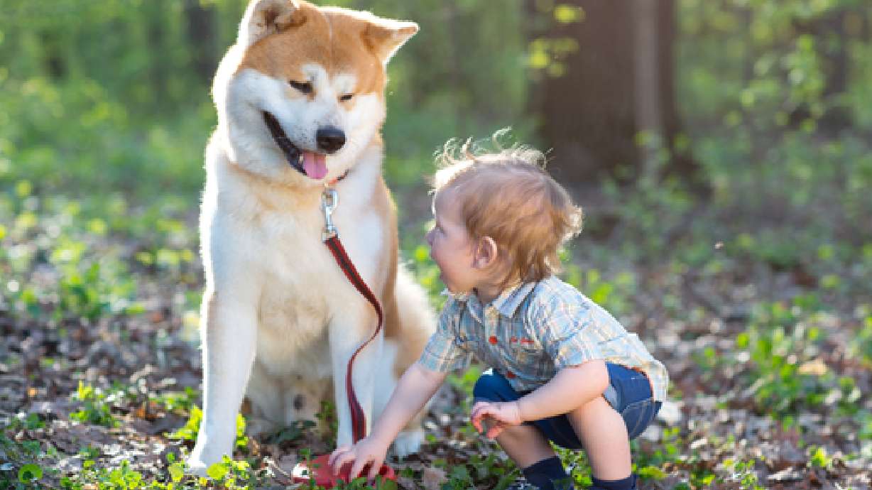 Dust from dogs key to possible allergy treatment