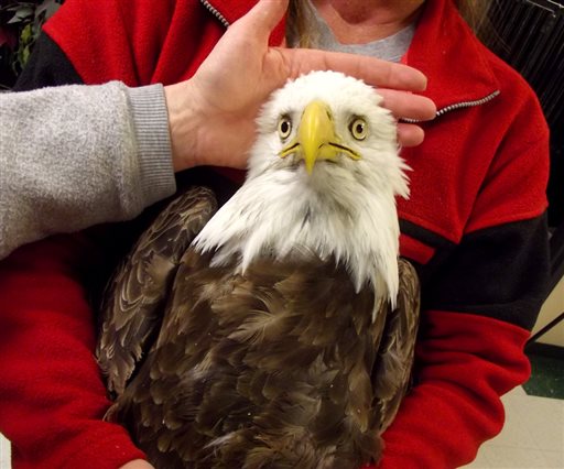12 bald eagles found dead in Utah